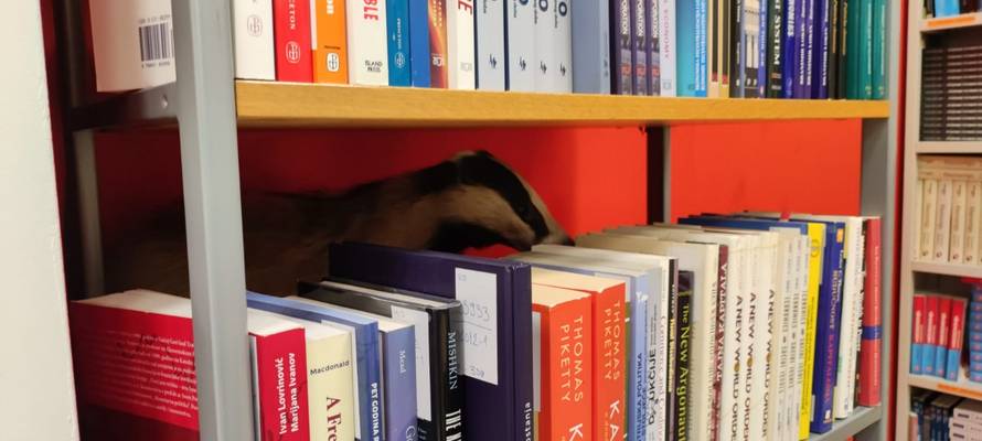 Jazavac želi studirati! Upao je u knjižnicu Sveučilišta i tražio sebi literaturu iz područja ekonomije