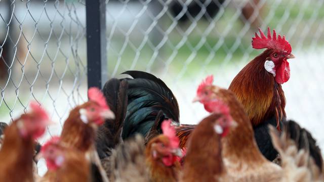 Min. poljoprivrede: 'Stiže nam nova opasnost od ptičje gripe'