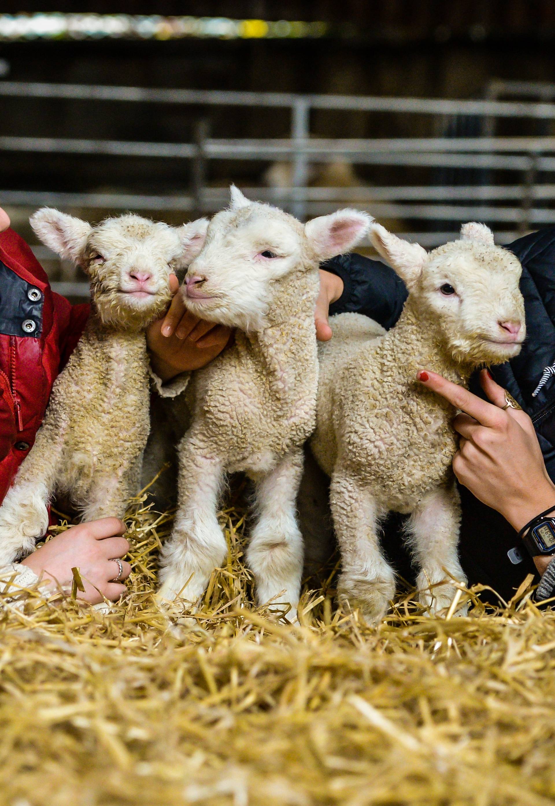 second lambing season