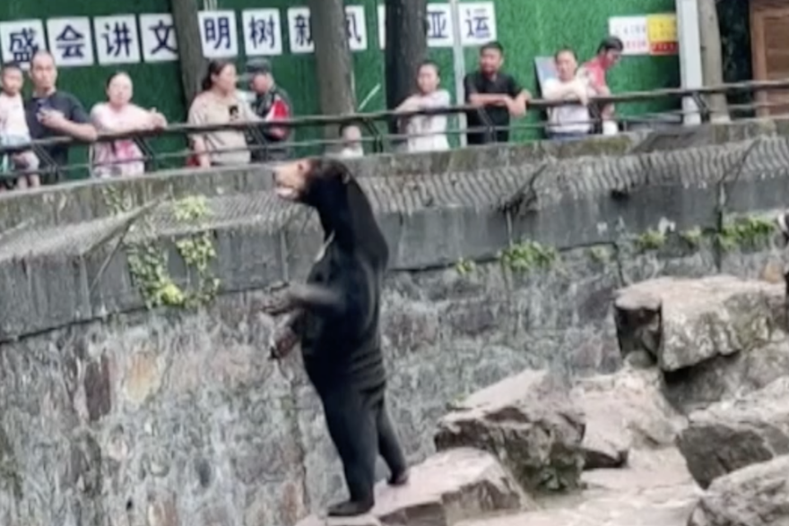 Snimka o kojoj bruji internet: Je li ovo čovjek u kostimu ili pravi medvjed?