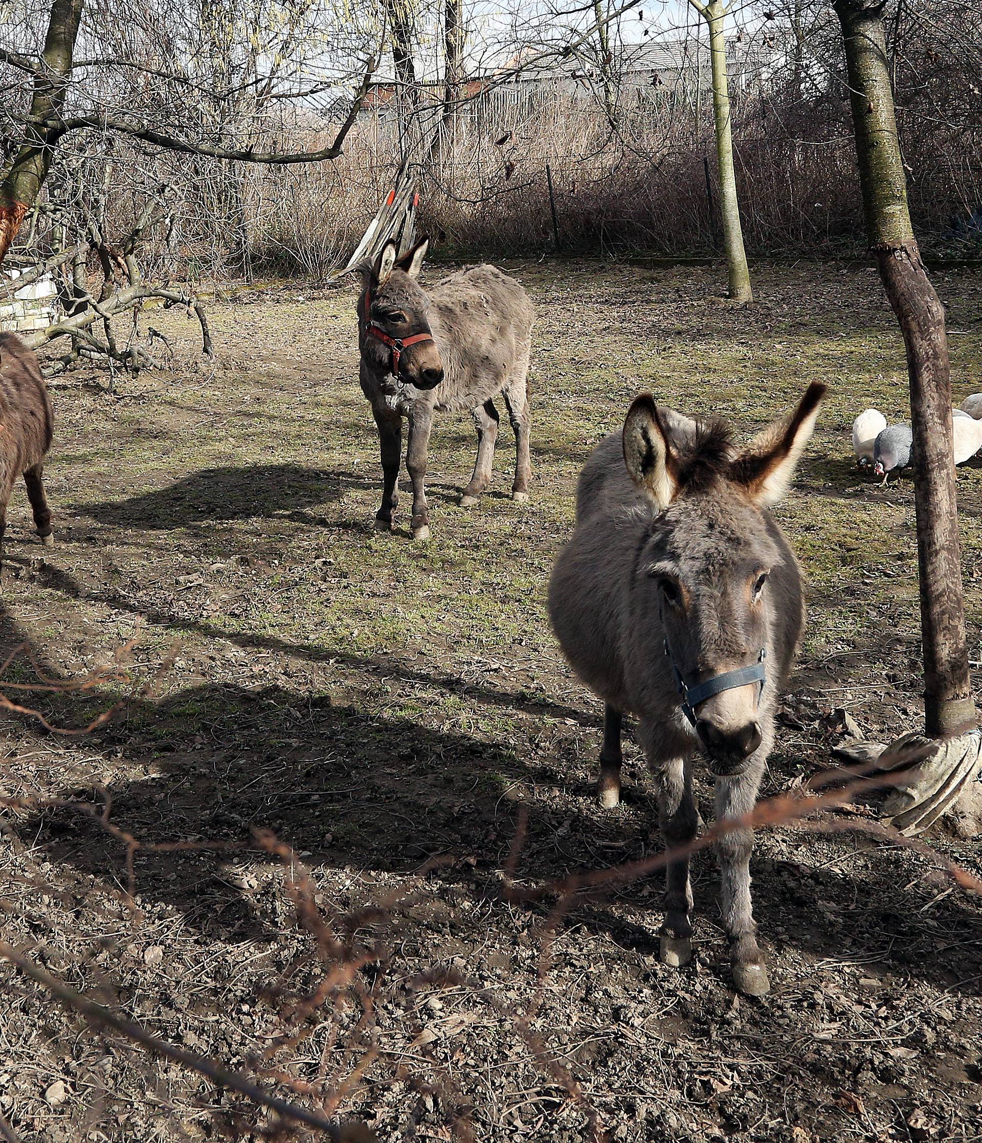 Policija je privela magarce: Pod rotirkama su ih pratili kući...
