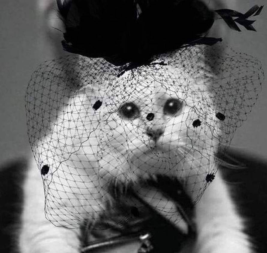 Lagerfeldova maca 'poručila': Slomljena sam srca, jako tužna