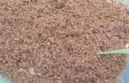 Mravi preživjeli poplavu zahvaljujući odvažnom triku