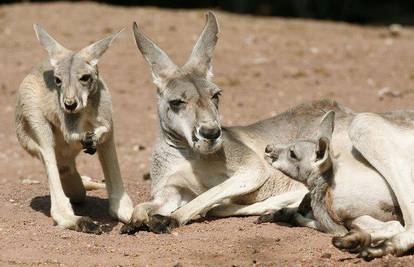 Australija: Klokani dobili kontracepcijsku pilulu