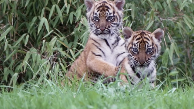Rijetke blizanke: Bebe tigrice po prvi put izašle iz svoga brloga
