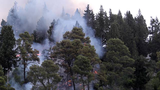 Rogotin: Požar u borovoj šumi na napristupačnom terenu