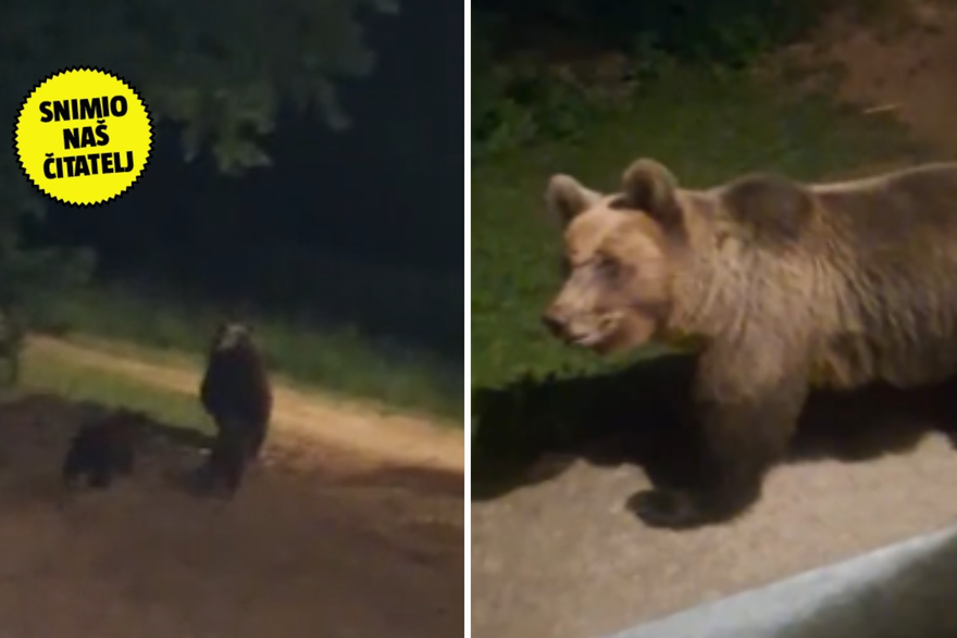 Snimio medvjedicu u Rudanovcu