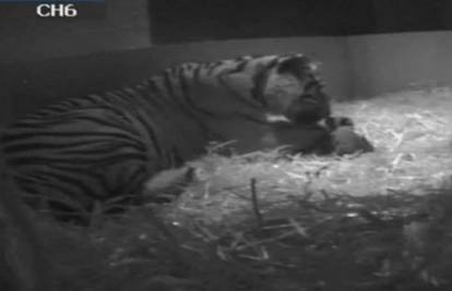 Skrivena kamera snimila porođaj sumatranskog tigra