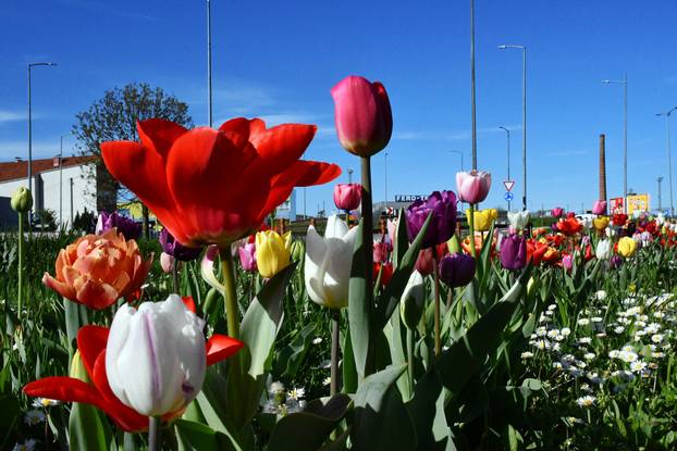 Slavonski Brod: Šarene cvjetne gredice rascvjetalih tulipana svojom ljepotom krase gradske parkove
