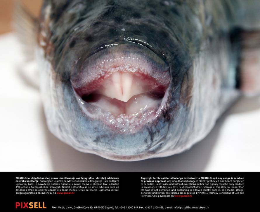 Duško Jaramaz/Pixell