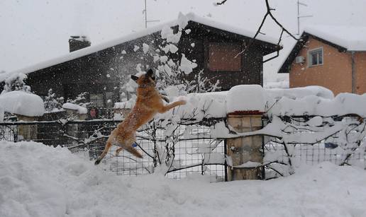 Foto: Ovi ljubimci znaju kako uživati u zimskim radostima!