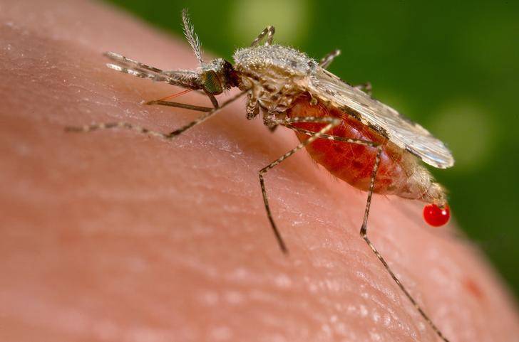 An Anopheles stephensi mosquito obtains a blood meal from a human host through its pointed proboscis in this handout photo
