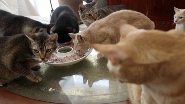 VIDEO U Singapuru će od ove godine mačke napokon smjeti živjeti u državnim stanovima