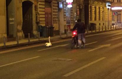 Labudovi došetali do središta metropole na sendvič i čaj...