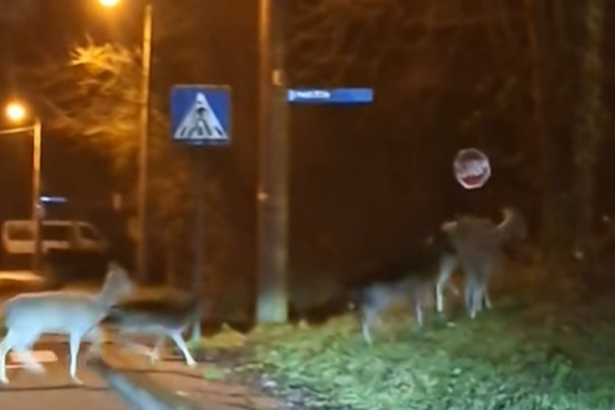 Ko&scaron;ute u Zagrebu