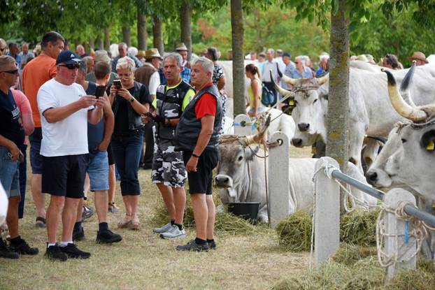 Kanfanar: 35. smotra istarskog boškarina