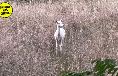 Predivni prizor iz Zagreba! U šumi Jelenovac snimili albino srnu: 'Izgledala je jako mirno'