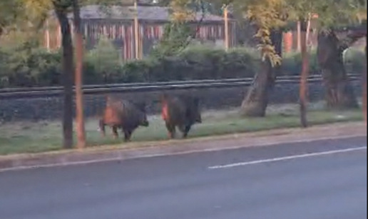 VIDEO Jutarnje razgibavanje divljih svinja. Trčali uz prugu u Zagrebu: 'Išli su prema centru'