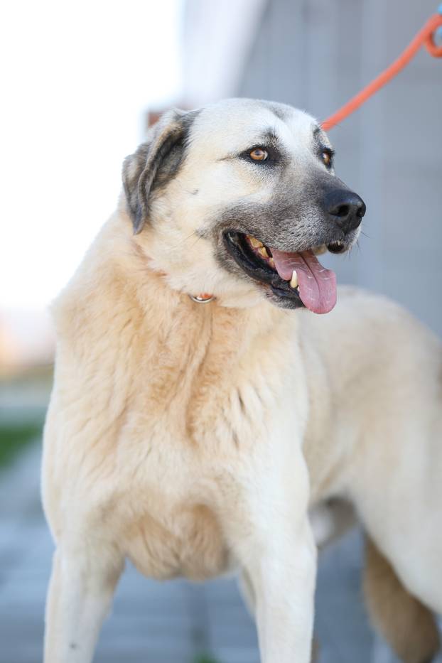 Zagreb: Psi u skloništu u Dumovcu 