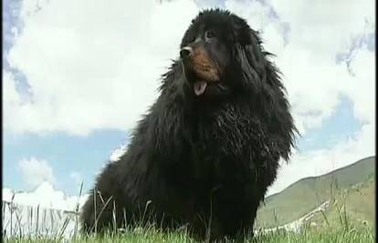 Tibetanski mastif najskuplji je pas na svijetu! Koliko vrijedi?