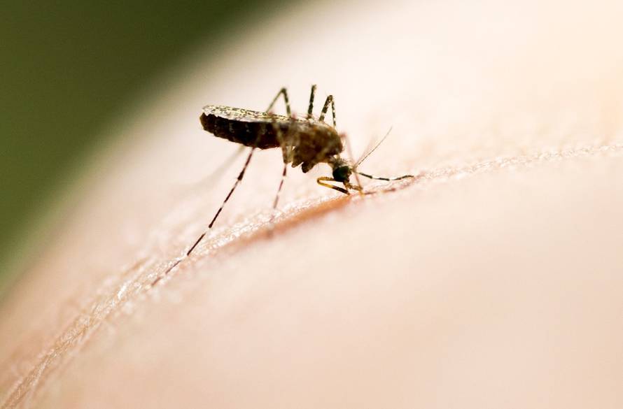 Mosquito biting in the arm is a cause of malaria.