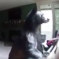 Medvjed im je provalio u kuću, kamera ga uhvatila za klavirom