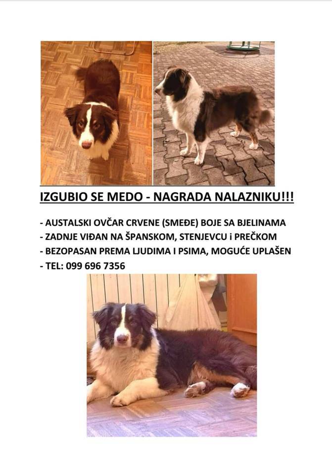 Nestao pas u Zagrebu: Netko ga namjerno drži zatvorenog?