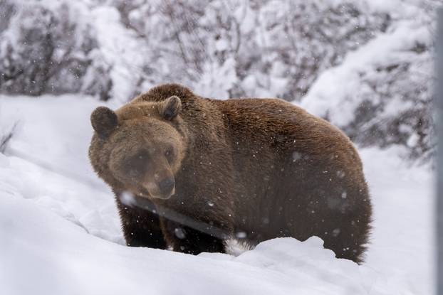 Medvjedi u Kuterevu uživaju u snijegu, zimski san još će malo pričekati