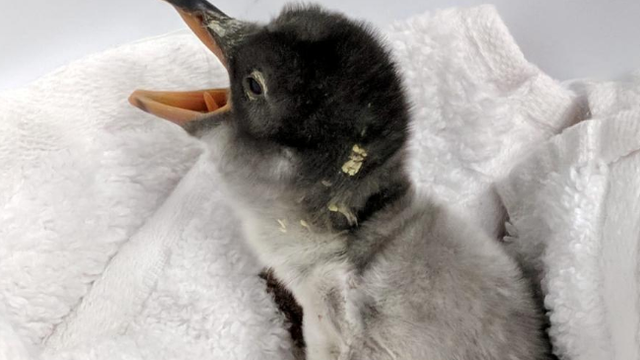 Sjedili na jajetu: Gay mužjaci pingvini iz ZOO-a  postali očevi