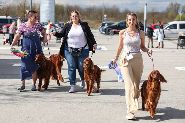 Zaprešić: Ispred Wesgatea održana međunarodna izložba pasa