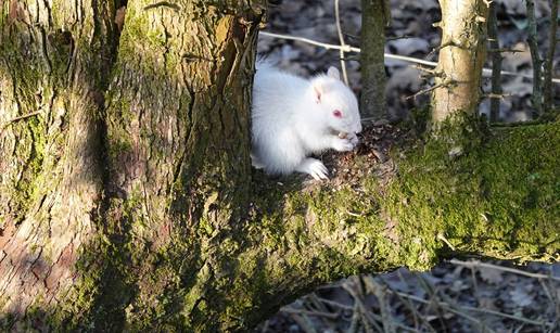 Rijedak primjer: Pogledajte prekrasnu malu albino vjevericu