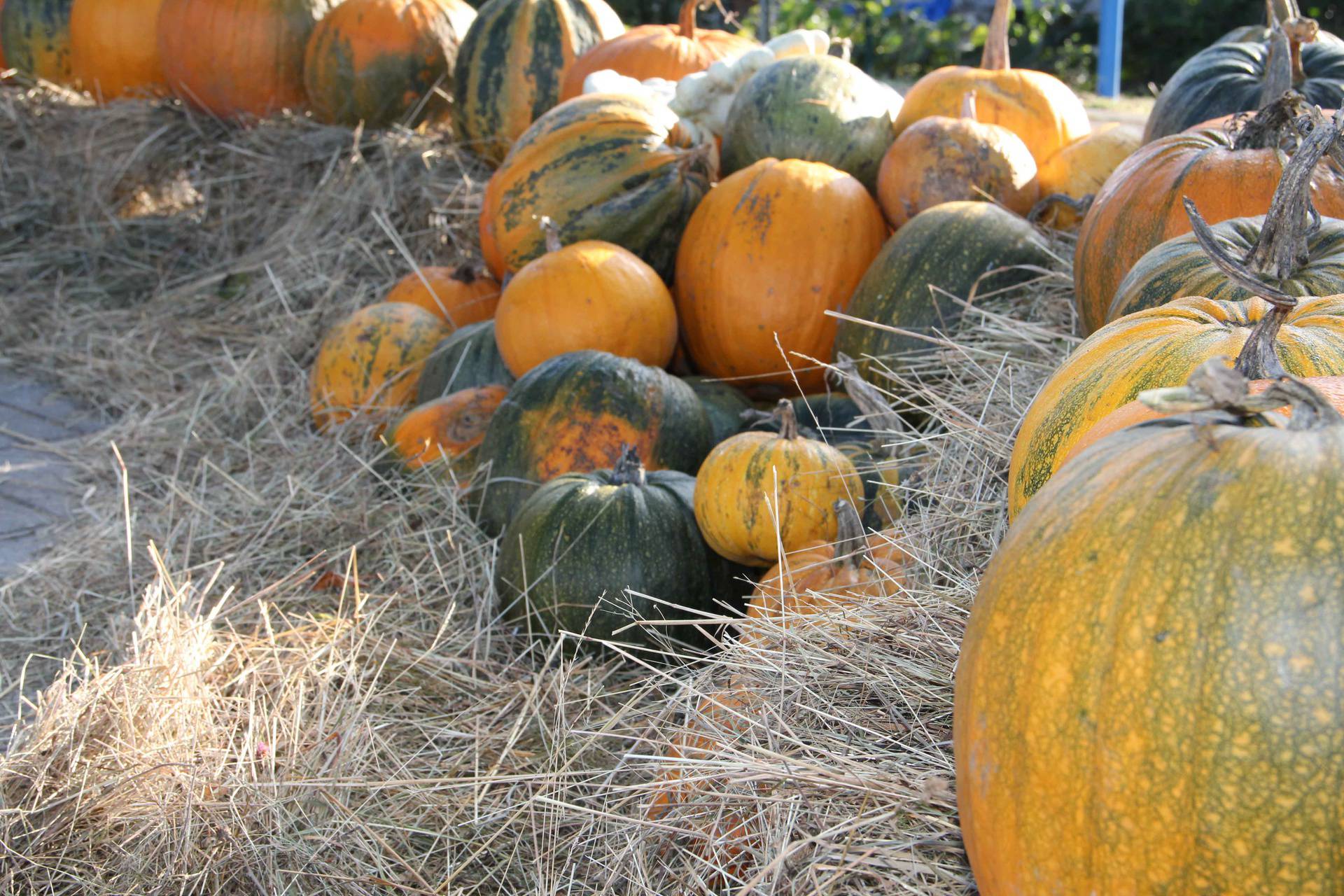 Jesenska tradicija: Bundevijada u Vrbovskom donosi rapsodiju jeseni u vaša srca!