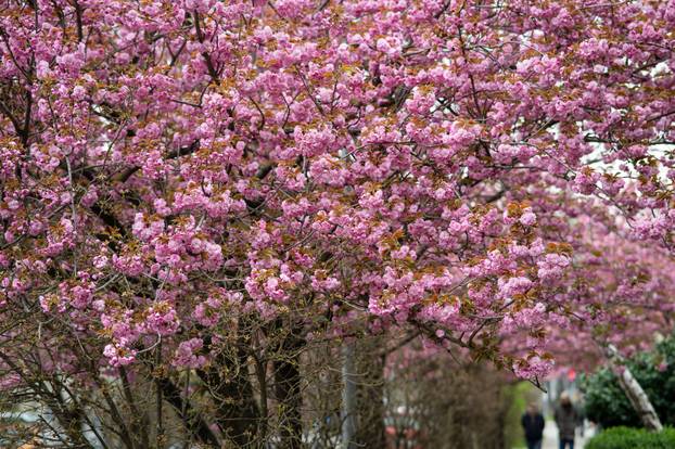 24sata Zagreb: Japanske trešnje u Ulici Bogoslava Šuleka