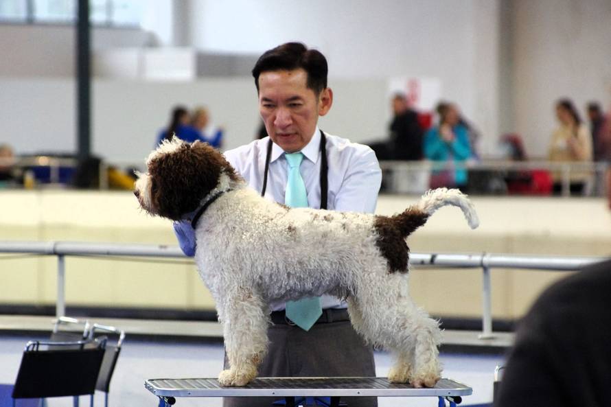 VIDEO Počelo zagrijavanje za Svjetsku izložbu pasa: Već danas je tu 4.000 lajavaca!