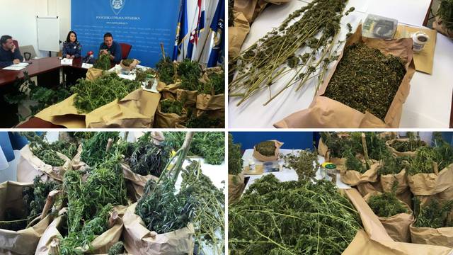 Par uzgajao marihuanu u svom vrtu u Puli: Imali čak 22 biljke
