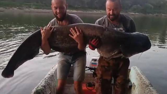 VIDEO Ulovili grdosiju u Savi: 'Sat vremena smo ga vadili iz vode. Imao je nekih 70, 80 kg'