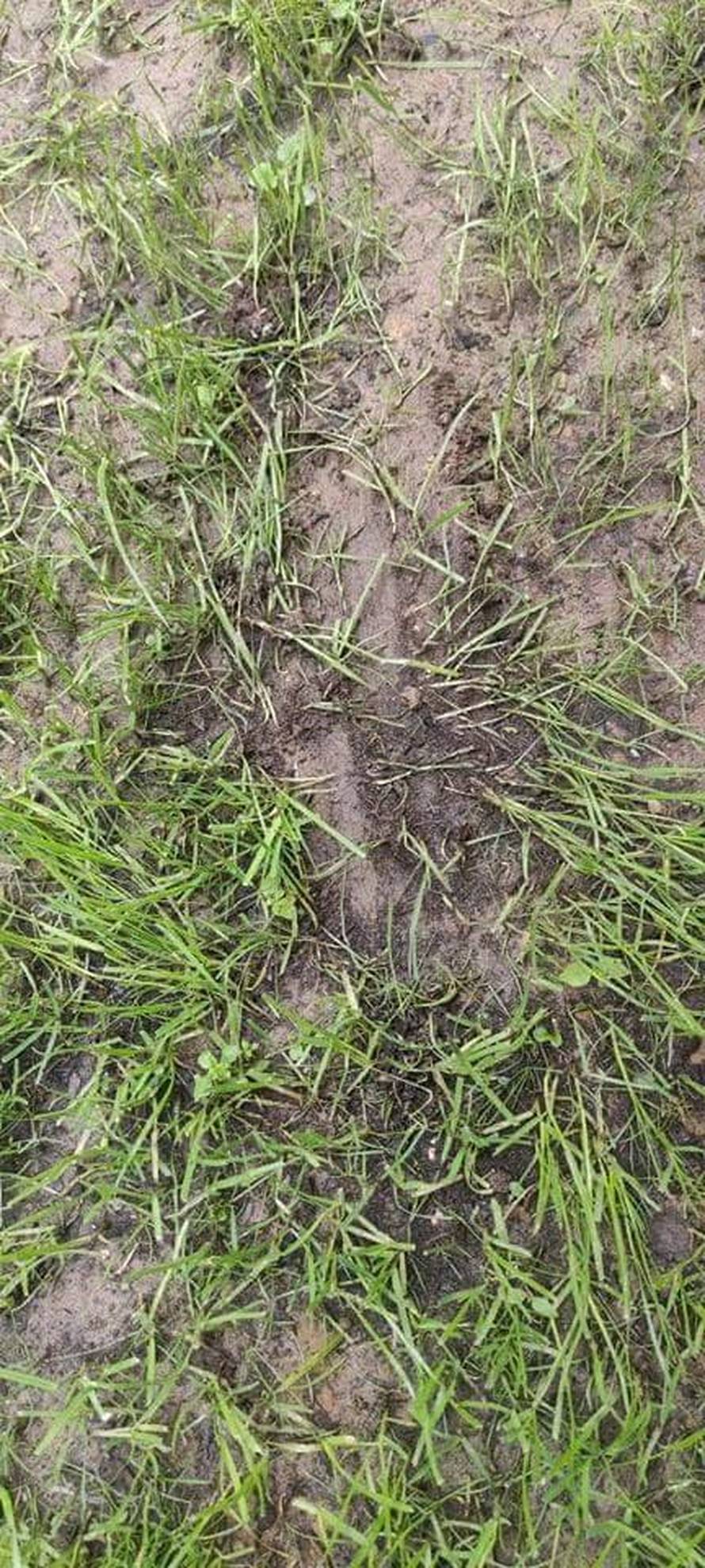 Usred noći im u dvorište ušetao medvjed, odali ga otisci šapa