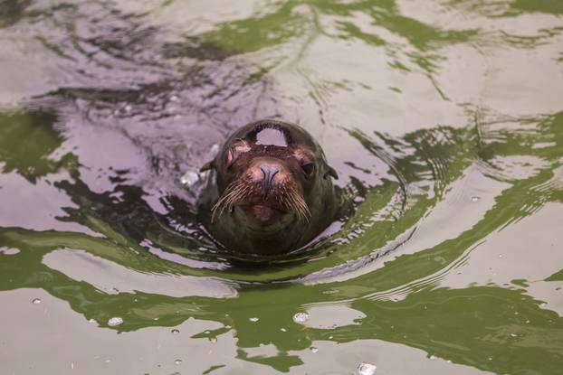 Zagreb: Timaritelj Marijan Bacan odlazi u mirovinu nakon 40 godina provedenih u Zoološkom vrtu grada Zagreba