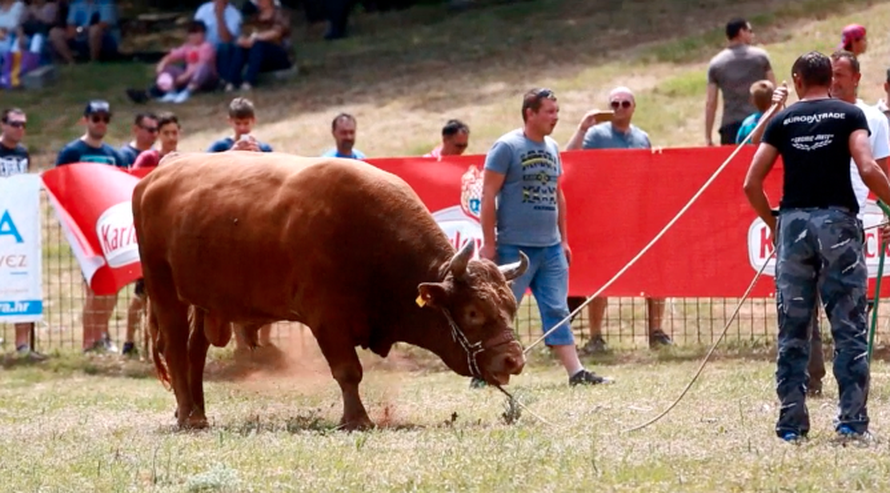 Borbe bikova i stari olimpijski sportovi spektakl u Radošiću