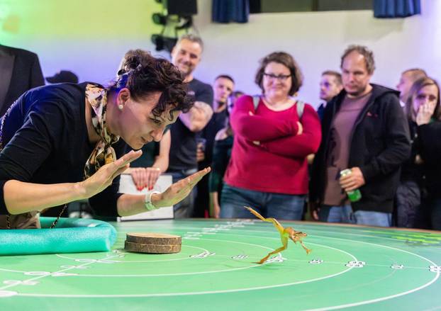 A contestant guides his frog to jump during the 47th Frognight jumping contest in Lokve