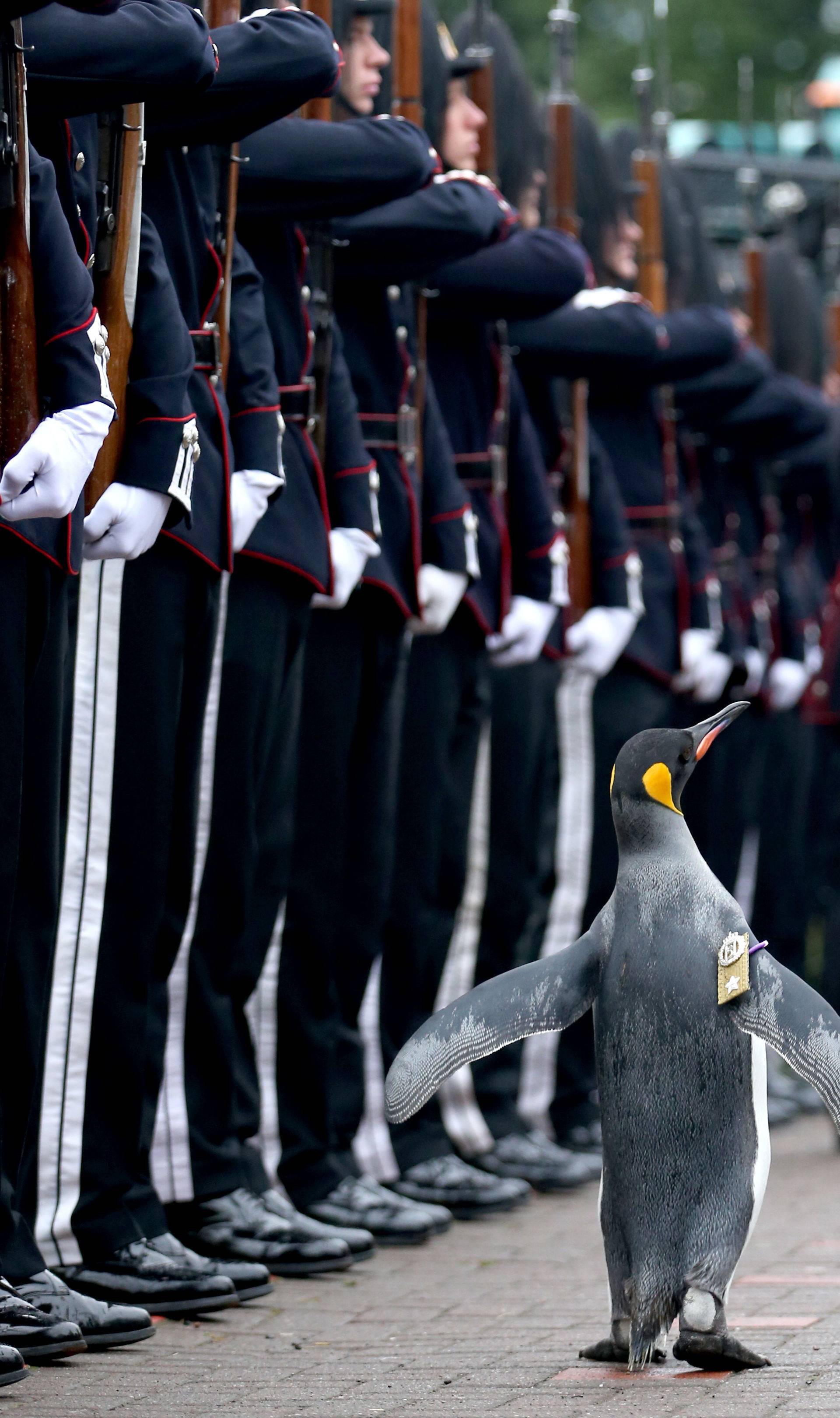 King penguin Nils Olaf inspects guard