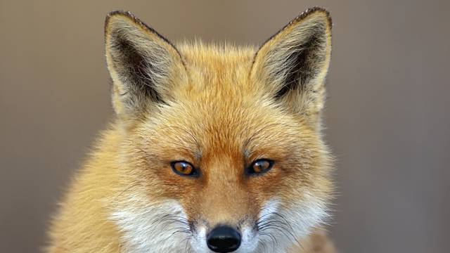 Milijun kuna za smanjenje broja lisica i čagljeva u Hrvatskoj