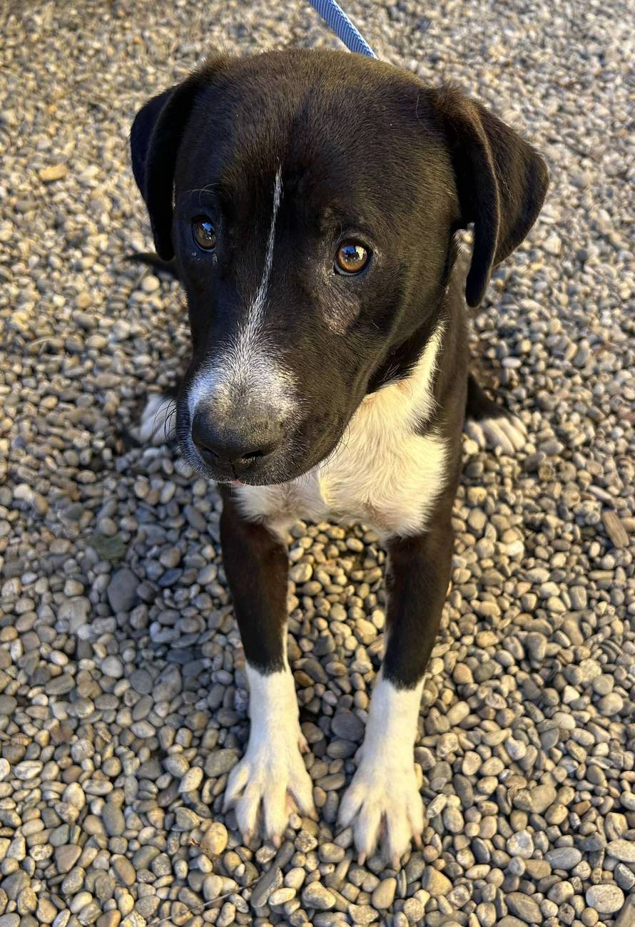 Iz romskog naselja u Međimurju spasili 37 pasa: 'Bez nadzora tu lutaju, a mačke ni ne prežive...'