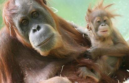 Orangutani uživali na otvorenju nove nastambe