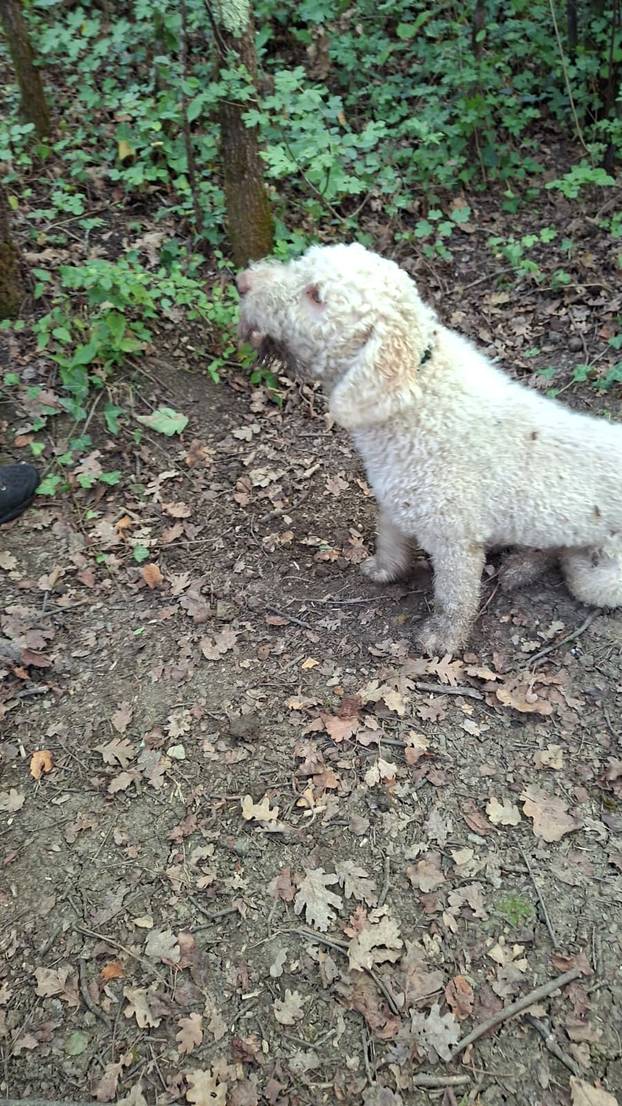 FOTO Pogledajte kako izgleda lov na tartufe u istarskoj šumi