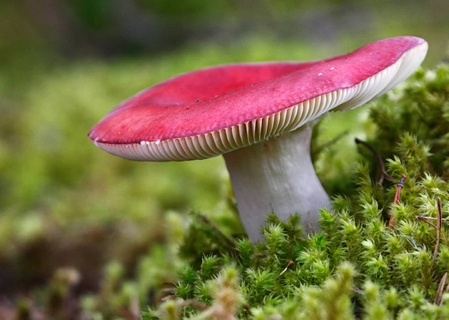 Kako pobjediti rak pomoću ljekovitih gljiva