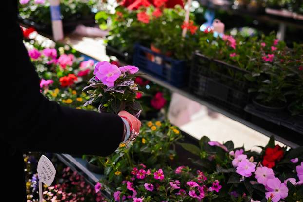 24sata Zagreb: Ponuda cvijeća na Dolcu 