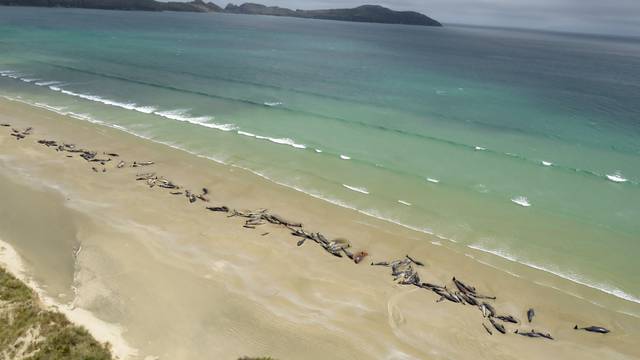 A supplied image shows around 145 pilot whales that died in a mass stranding on a beach on Stewart Island, located south of New Zealand's South Island