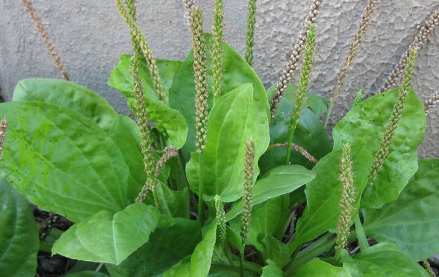 Budite sretni što imate ovakav korov, to je vrlo ljekovita biljka