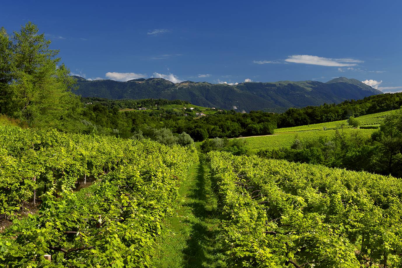 Prosecco Days – vrhunska talijanska pjenušava vina u srcu Zagreba